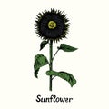 Ripe sunflower with seeds on stem with leaves, simple doodle drawing with inscription